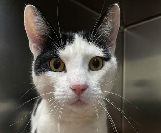 a white and gray cat named Kherigarh, available for adoption at MHS