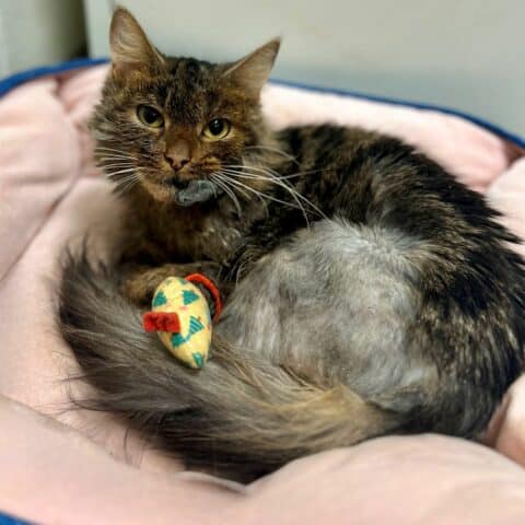 Injured cat laying in bed with toy