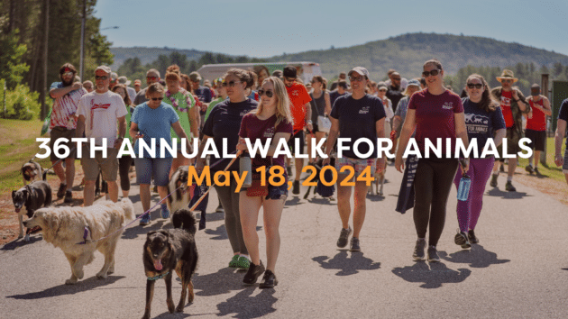 36th Annual Walk for Animals