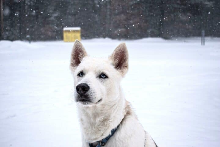 white dog in the snow