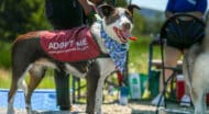 Adoptable dog at the walk for animals