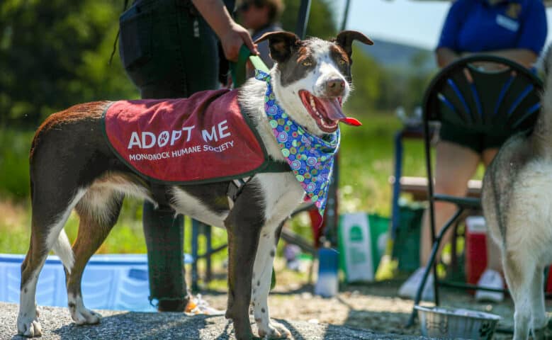 Adoptable dog at the walk for animals