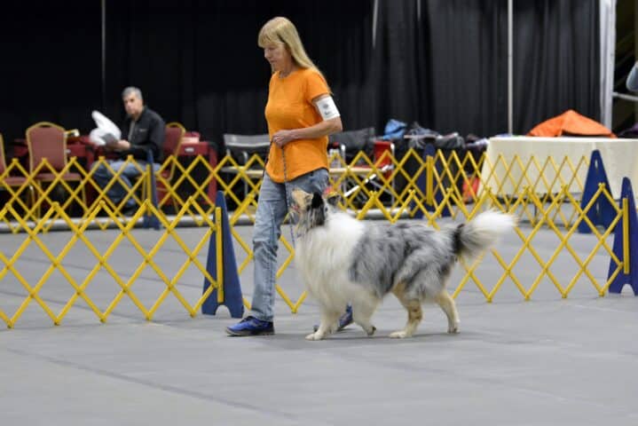 MHS Trainer Competing in Obedience