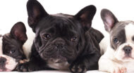 three bulldogs looking at the camera