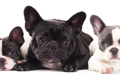three bulldogs looking at the camera