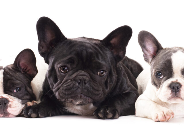 three bulldogs looking at the camera