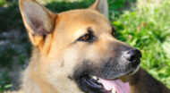 happy dog closeup.