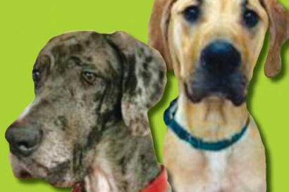 two dogs next to eachother.