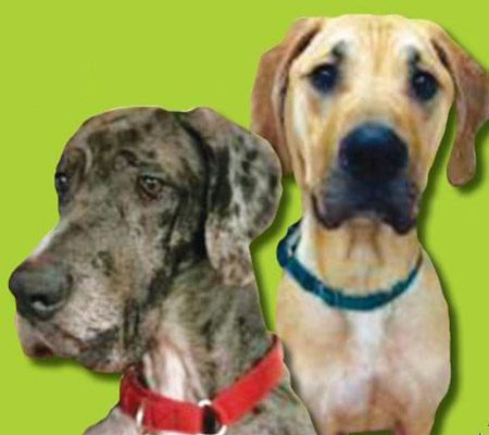 two dogs next to eachother.