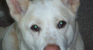 white dog looking into camera.