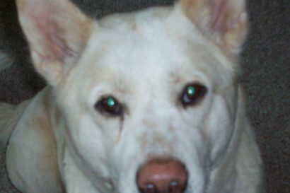 white dog looking into camera.