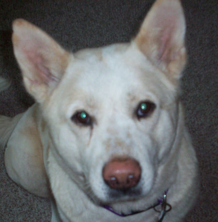 white dog looking into camera.
