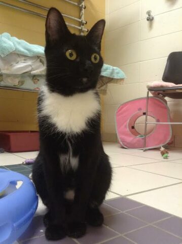 surprised black cat.