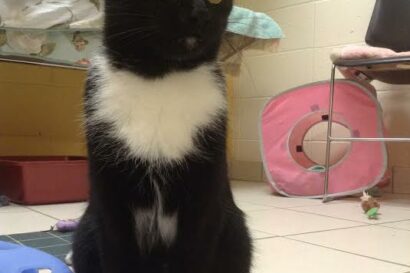 surprised black cat.