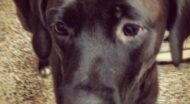 close up of black dog.