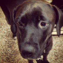 close up of black dog.