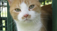 Availabel Cats