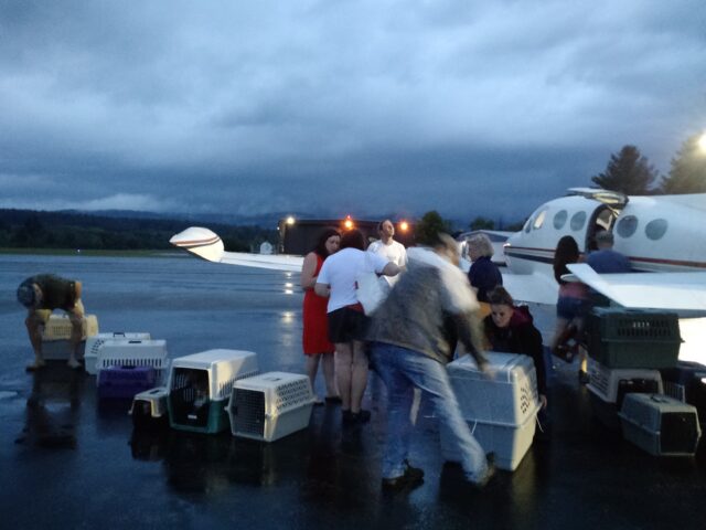 people loading or unloading pet crates from a private plane.
