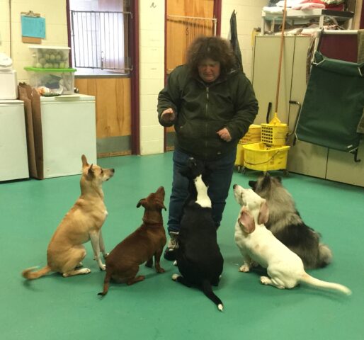 Linda Thompson practices a warm-up for The Daycare Games with five dogs