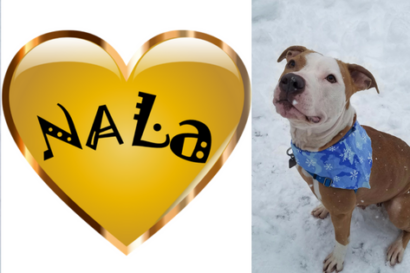 photo collage of a dog named nala.