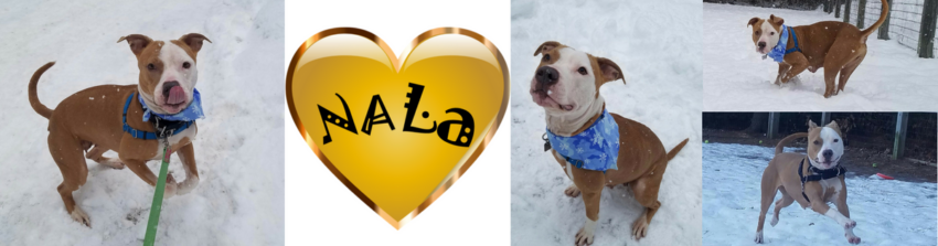 photo collage of a dog named nala.