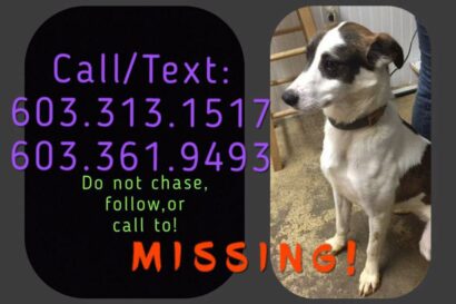 missing dog posting that says call/text two phone numbers do not chase follow or call to missing.