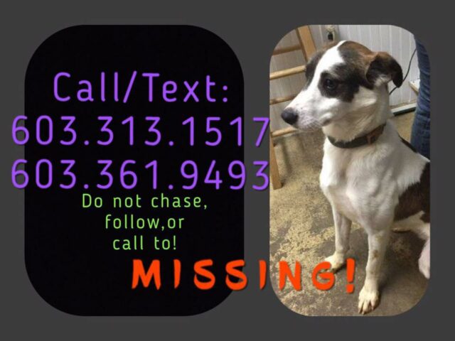 missing dog posting that says call/text two phone numbers do not chase follow or call to missing.