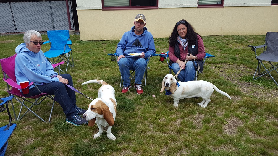 two bassett hounds outside on leashes being held be three adults in folding chairs.