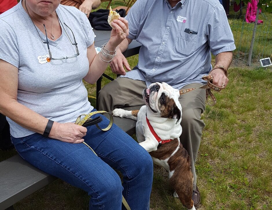 two bulldogs with their two adult owners outdoors.