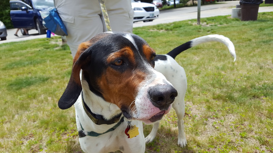 closeup of a hound dog outside.