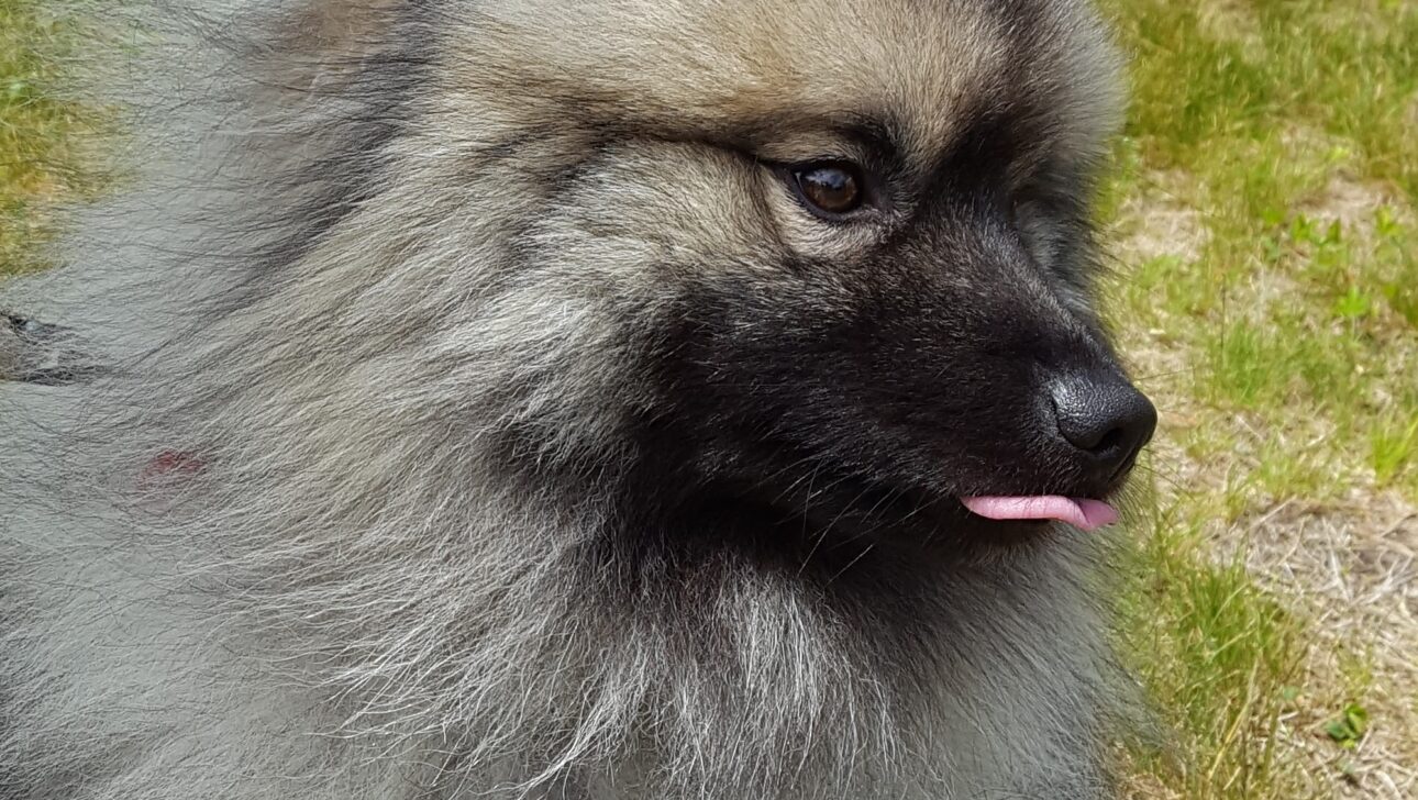 close up of grey dog.