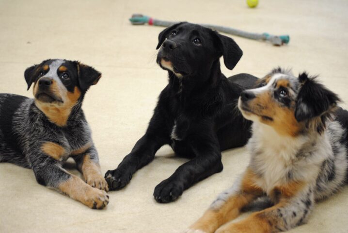 Three puppies looking up.