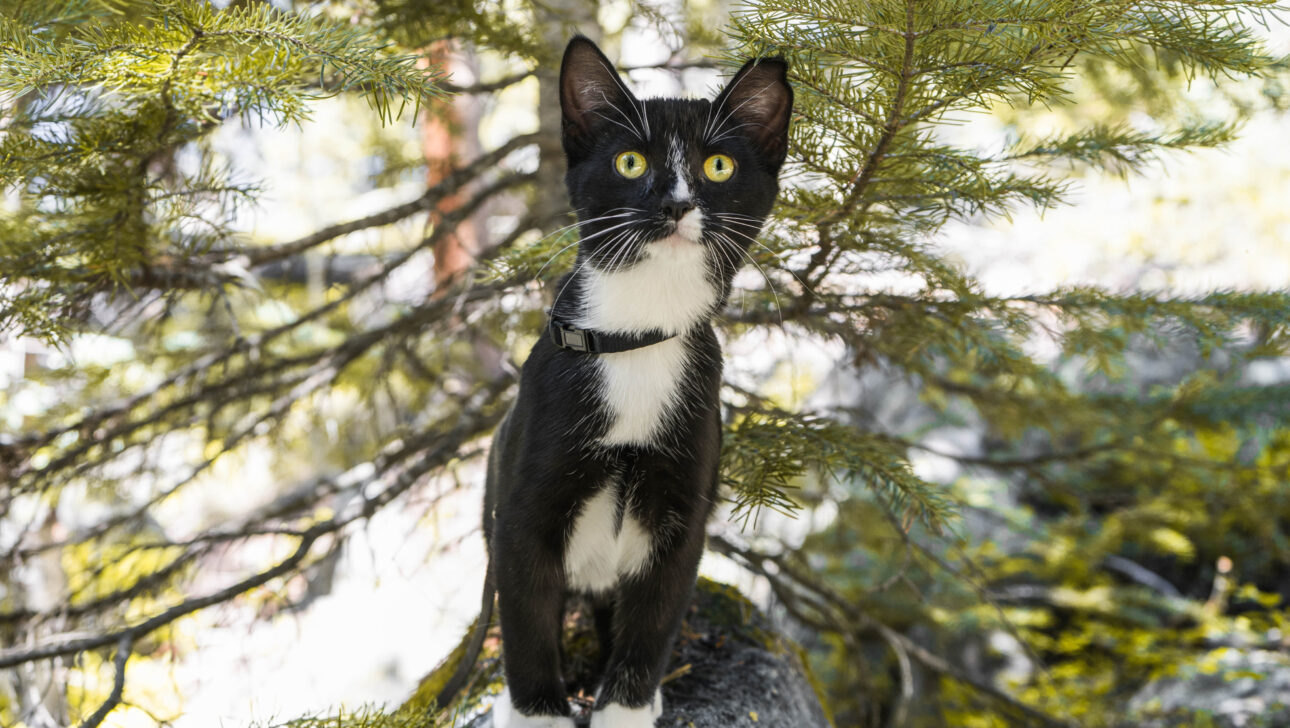A black and white cat.