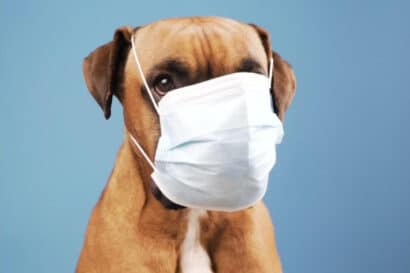 dog wearing surgical face mask.