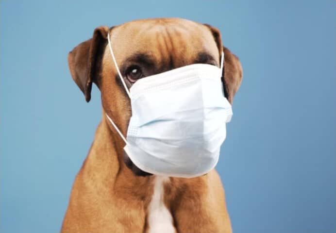 dog wearing surgical face mask.