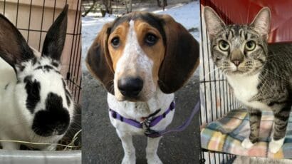 Montage of pet of the week.