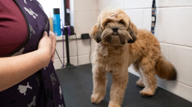 A dog on a grooming station.