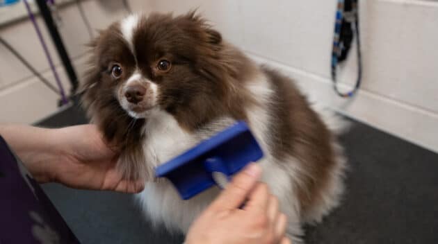 A person brushing a brown and white dog with a brush.