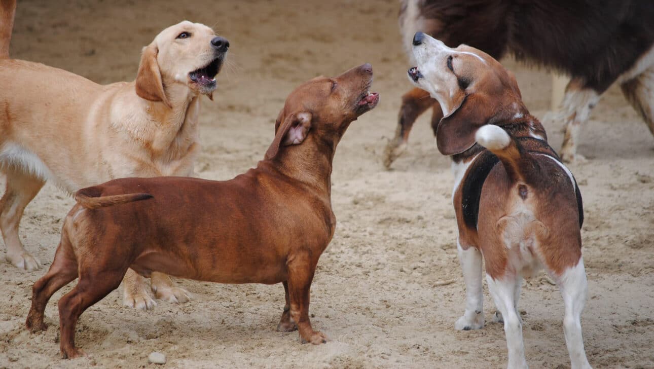 Three dogs playing outside.