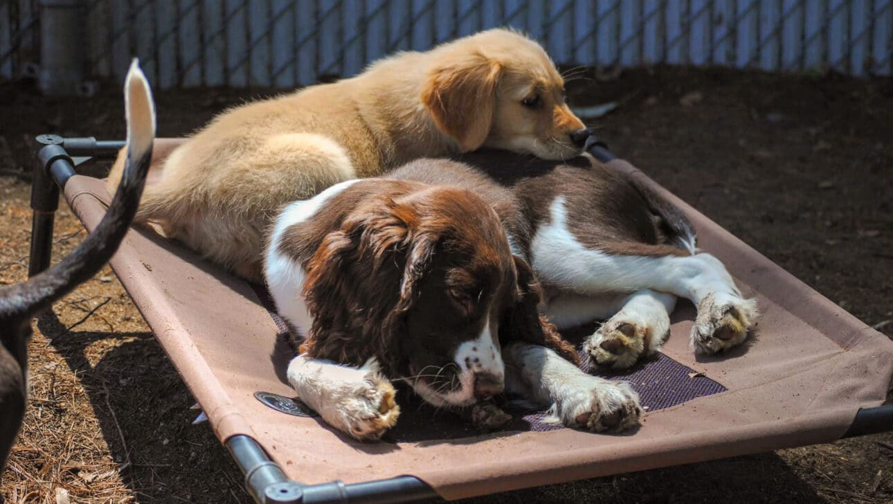 Two dogs relaxing.