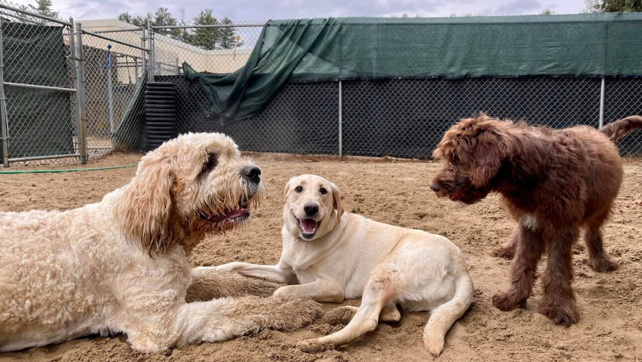 Three dogs sitting outside.
