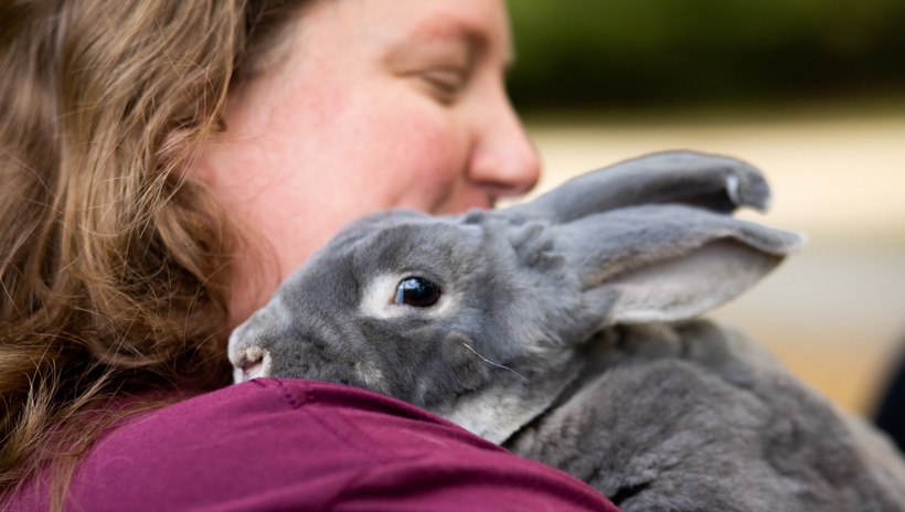 A gray rabbit in a person's arms.
