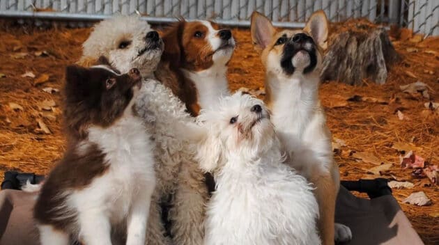 Five puppies looking up.
