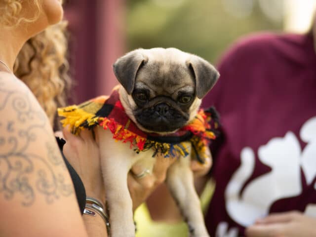 A person holding a pug.