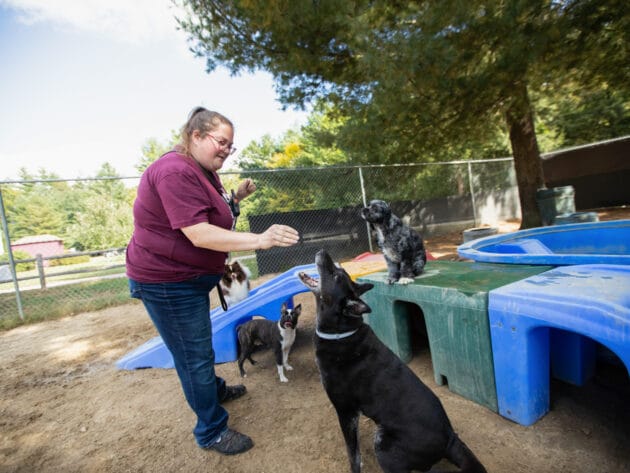 A MHS staff member giving dogs treats outside.
