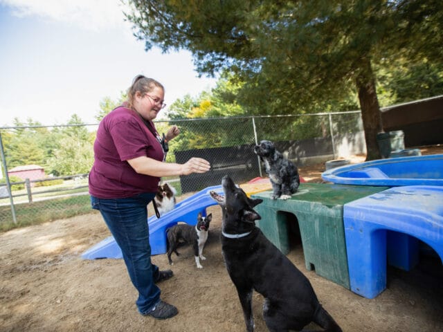 A MHS staff member giving dogs treats outside.