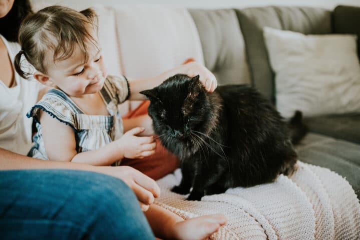 little girl petting cat.