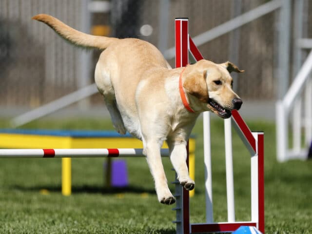 A Labrador Retriever jumping over agility equipment.