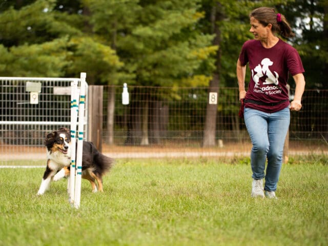 A dog running alongside a trainer.