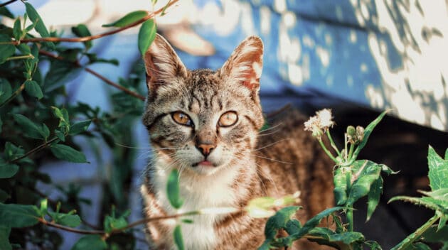 A cat outside next to plants.
